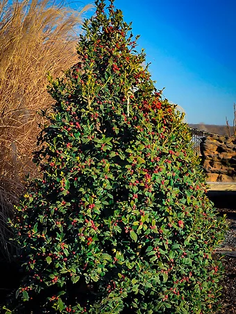 Christmas Jewel® Holly