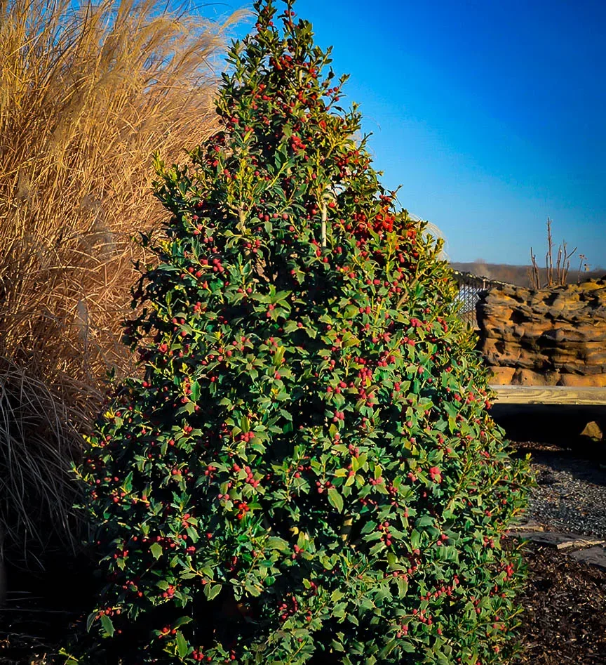 Using Holly Berries From Holly Trees For Decorations