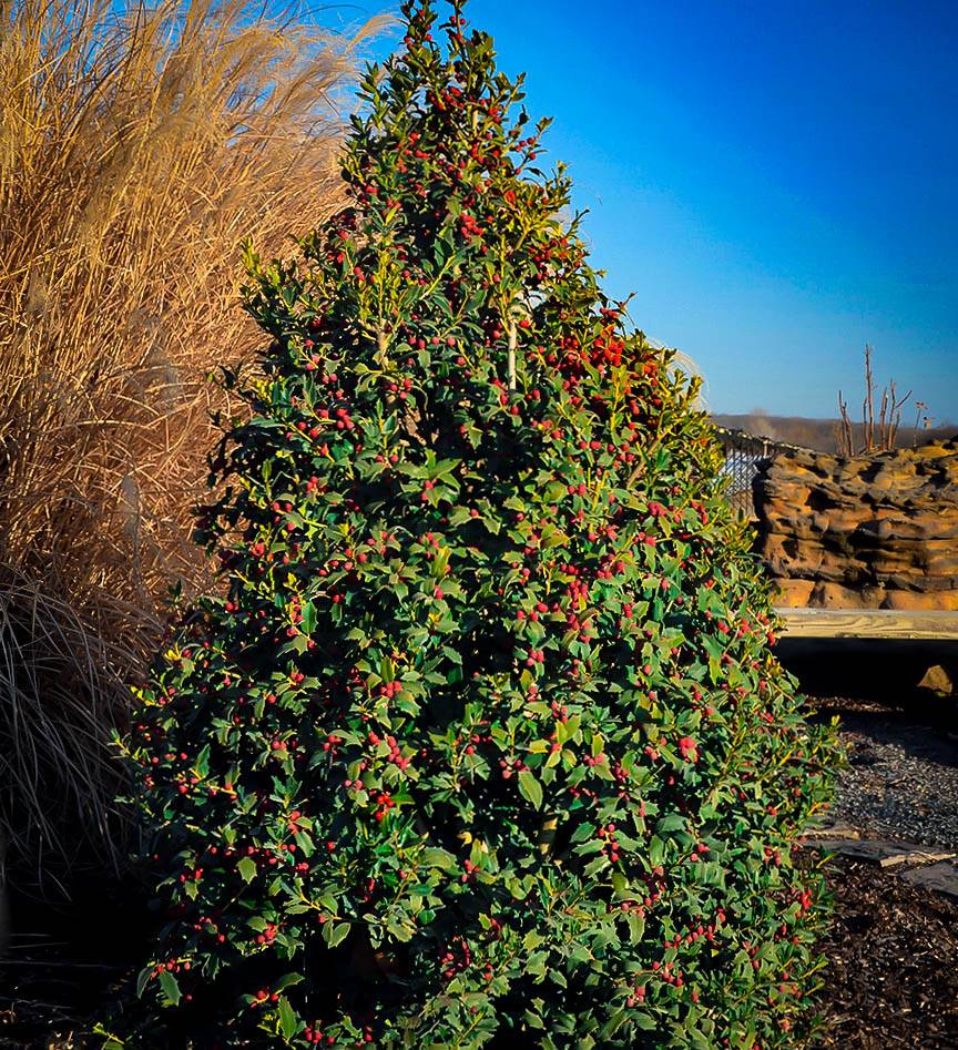 Christmas Jewel® Holly