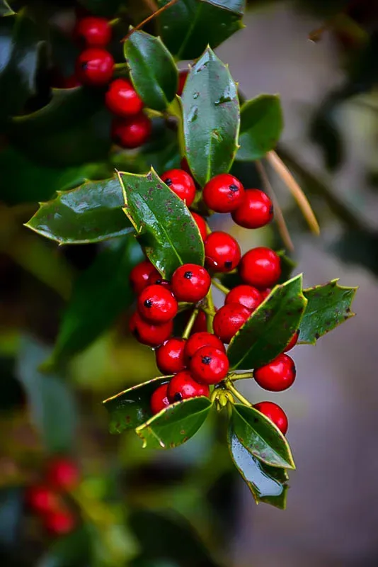 Christmas Jewel® Holly