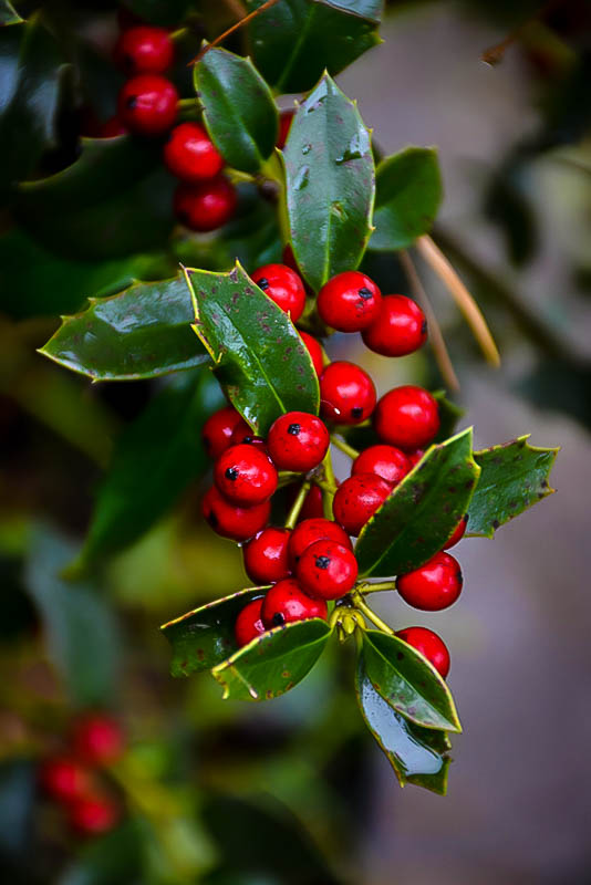 Christmas Jewel Holly Trees For Sale | The Tree Center