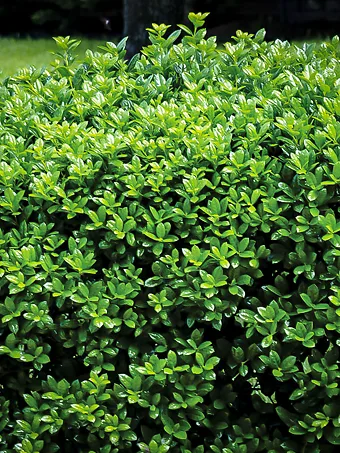 Christmas Jewel Holly - 3 Gallon Pot - Deer-Resistant, Drought-Tolerant, Evergreen Tree - Zone 6-9