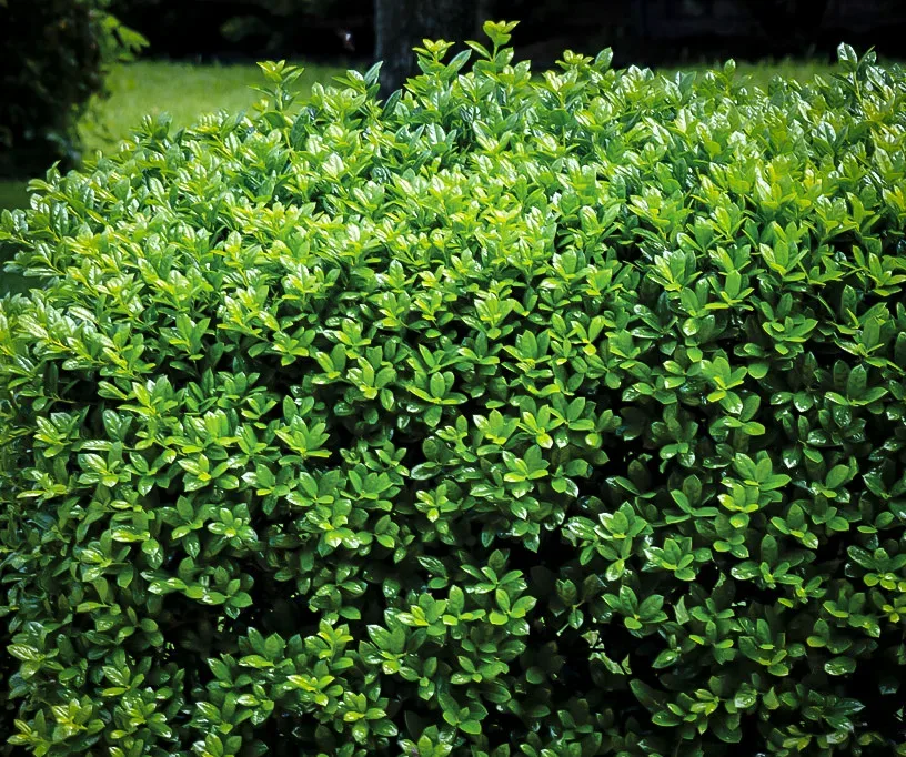 Dwarf Burford Holly Bushes For Sale The Tree Center