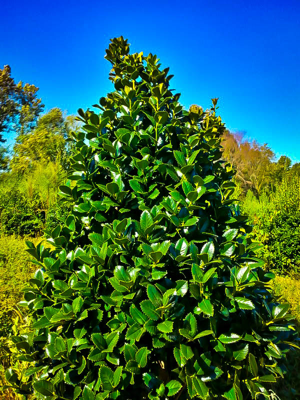 Liberty Holly Bushes For Sale Online The Tree Center Liberty Holly Bushes For Sale Online The Tree Center