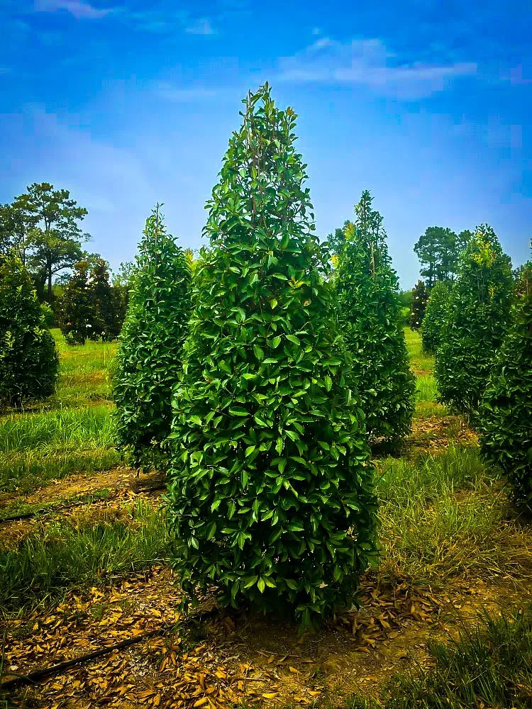 Holly Grows