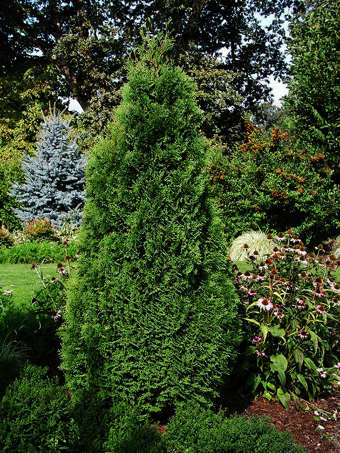 Holmstrup Arborvitae