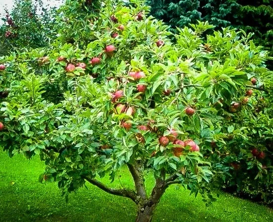 Honeycrisp Apple Trees for Sale