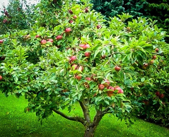 Mature Honeycrisp Apple Tree