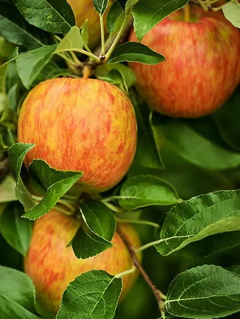 Honeycrisp Apple Tree