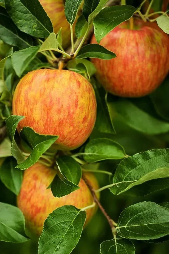 Honeycrisp Apple on Tree