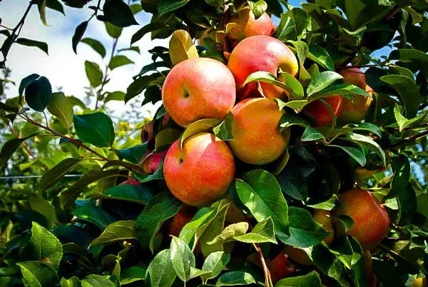 Honeycrisp Apple Trees For Sale at Ty Ty Nursery