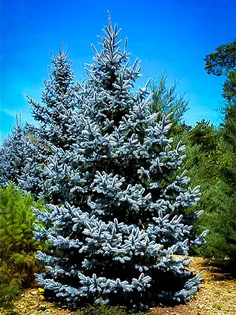 Hoopsii Blue Spruce