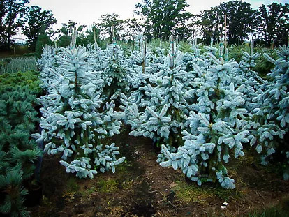 Hoopsi Hoopsii Blue Spruce Trees For Sale | The Tree Center