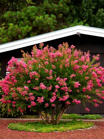 Hopi Crape Myrtle