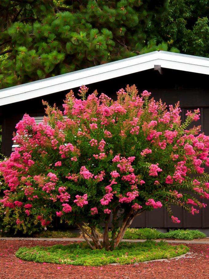 Buy Crepe Myrtle Trees Crape Myrtle Trees For Sale The Tree Center