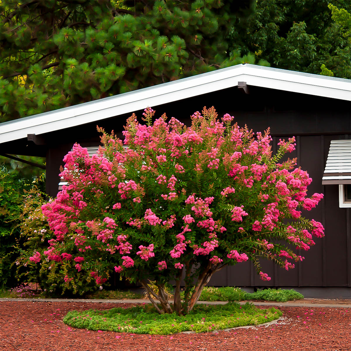 Hopi Crape Myrtle - #3 Container