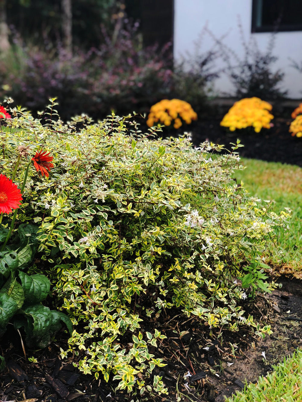Twist Of Lime Abelia