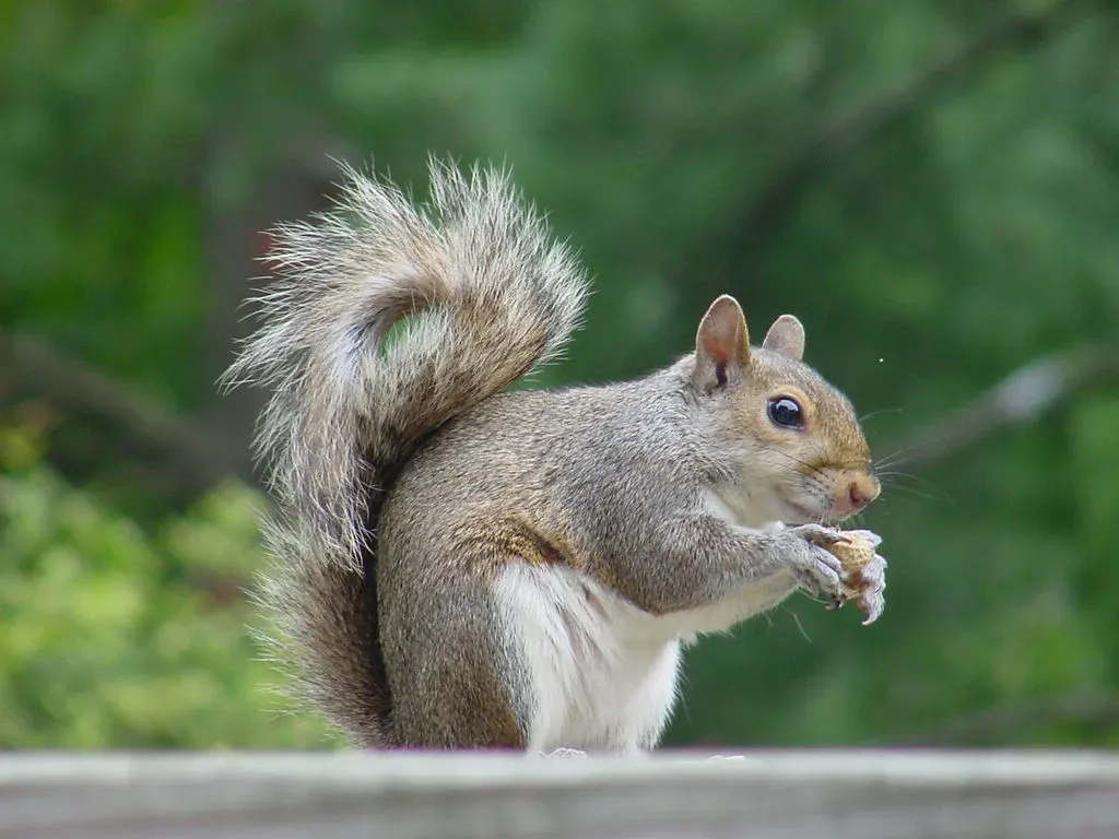 Get rid of squirrels