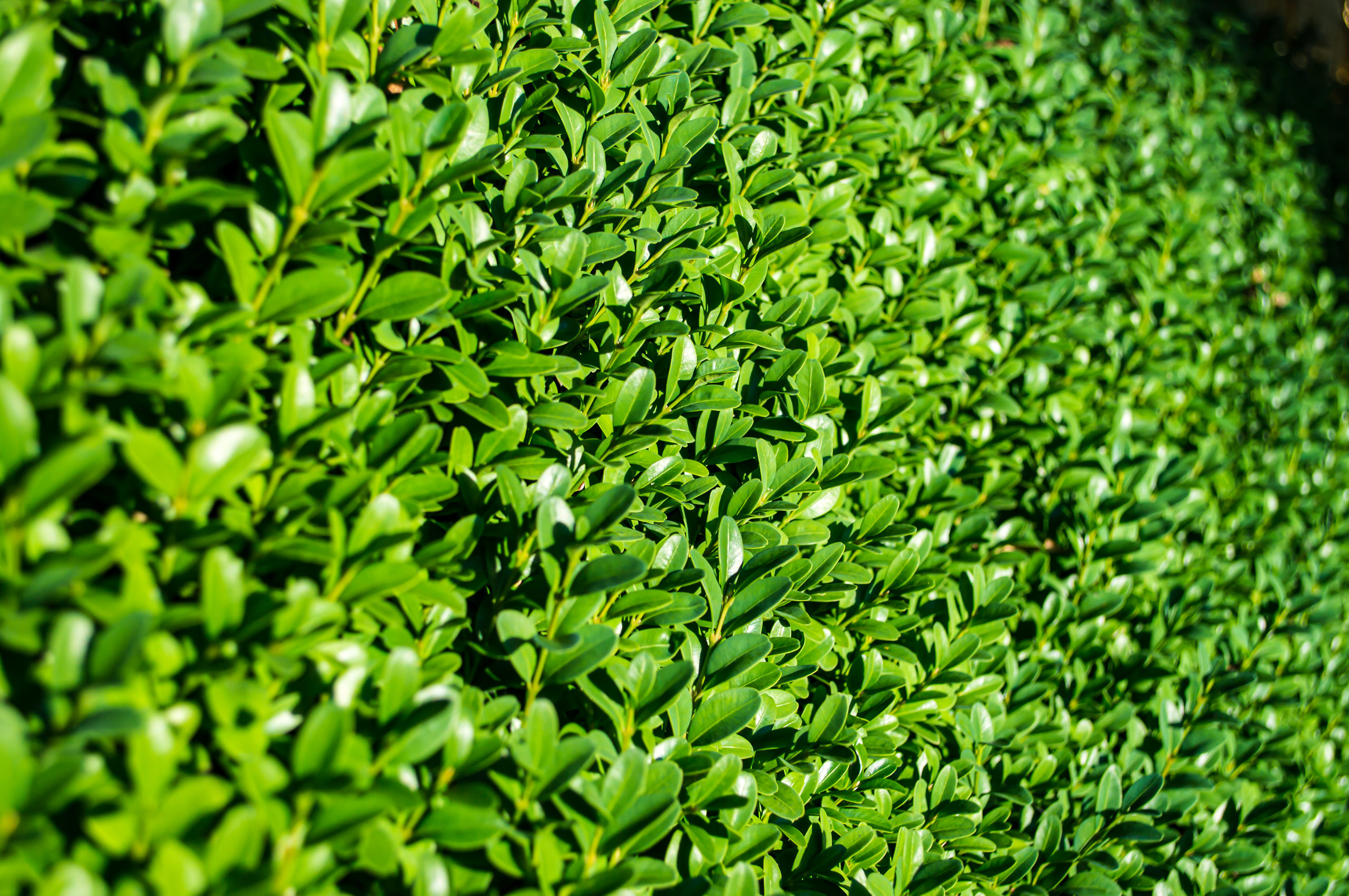 How To Plant Boxwood Shrubs   Guide to Planting Boxwoods