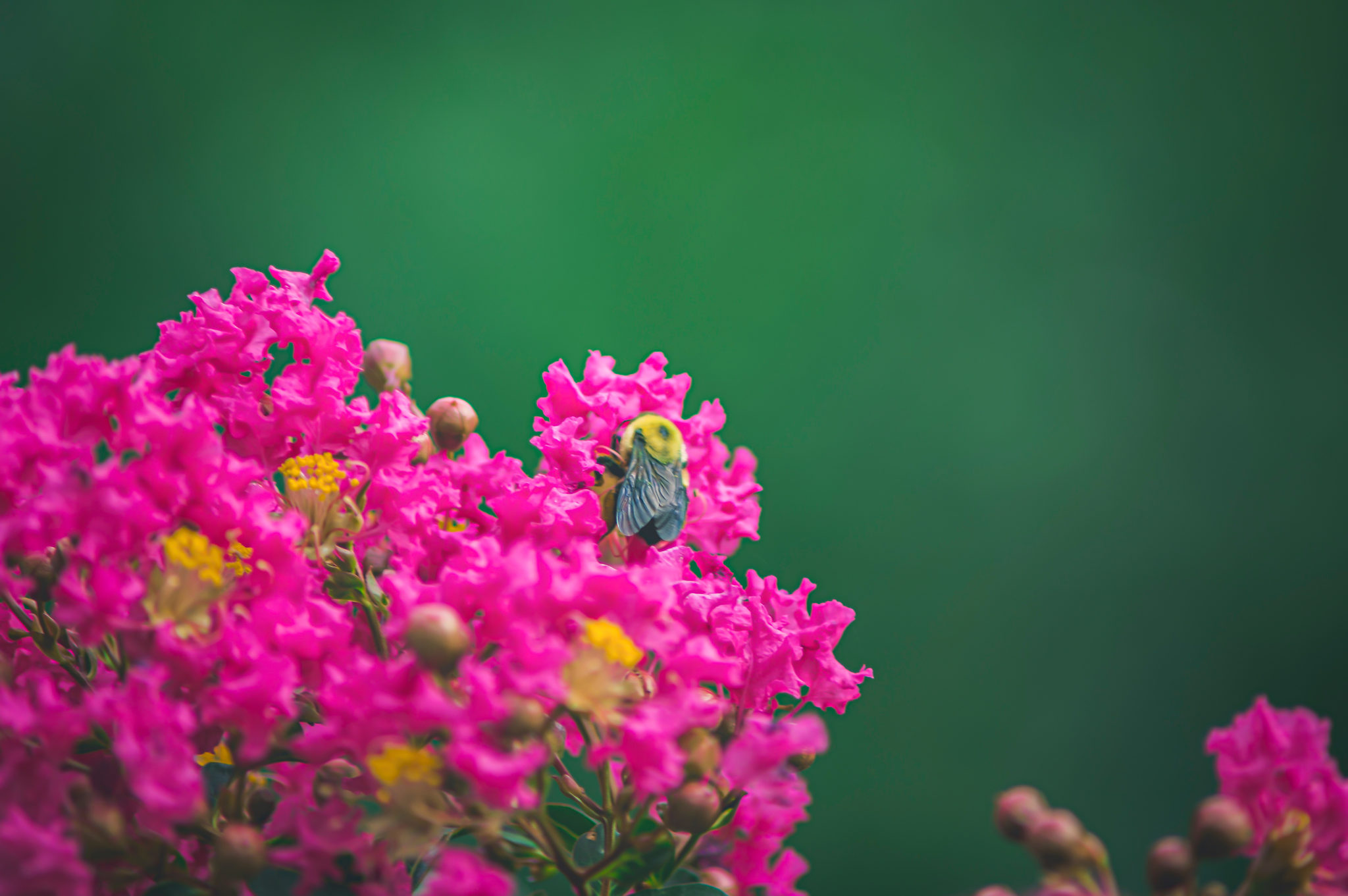 Flowering Trees Best Flowering Trees to Buy The Tree Center