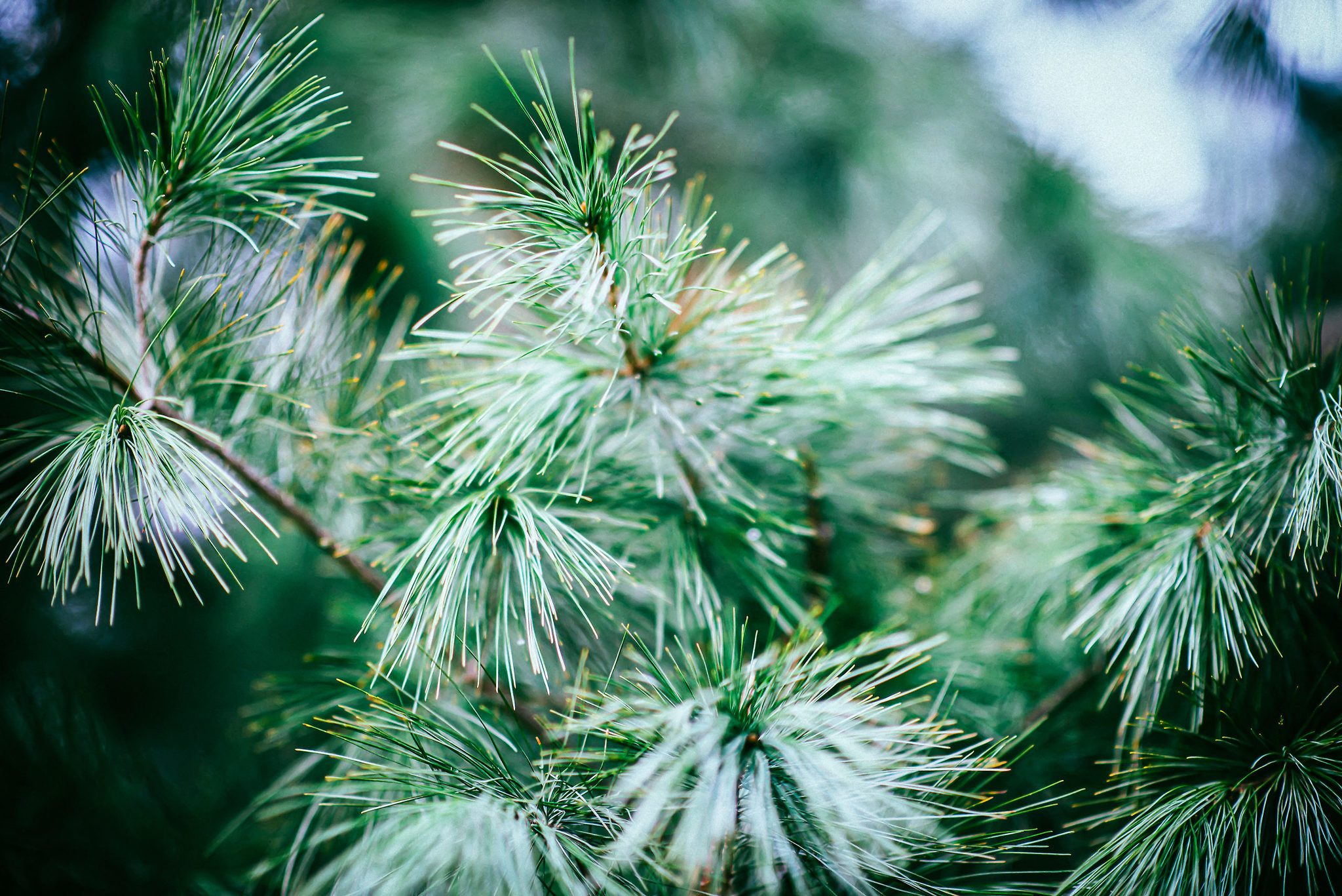 Evergreen Trees Buy Evergreen Trees Online The Tree Center