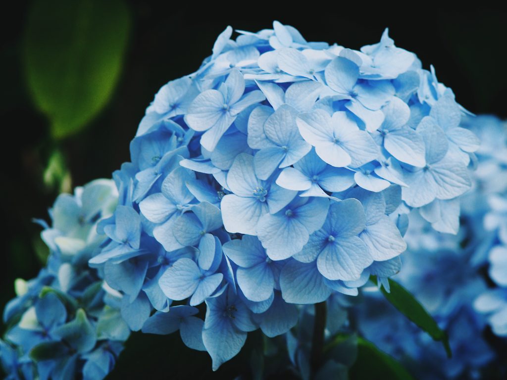 Buy Hydrangeas Hydrangeas For Sale Online The Tree Center