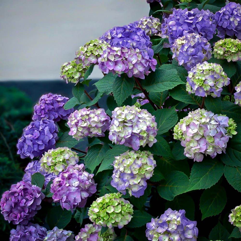 Bloomstruck Hydrangeas For Sale Online The Tree Center