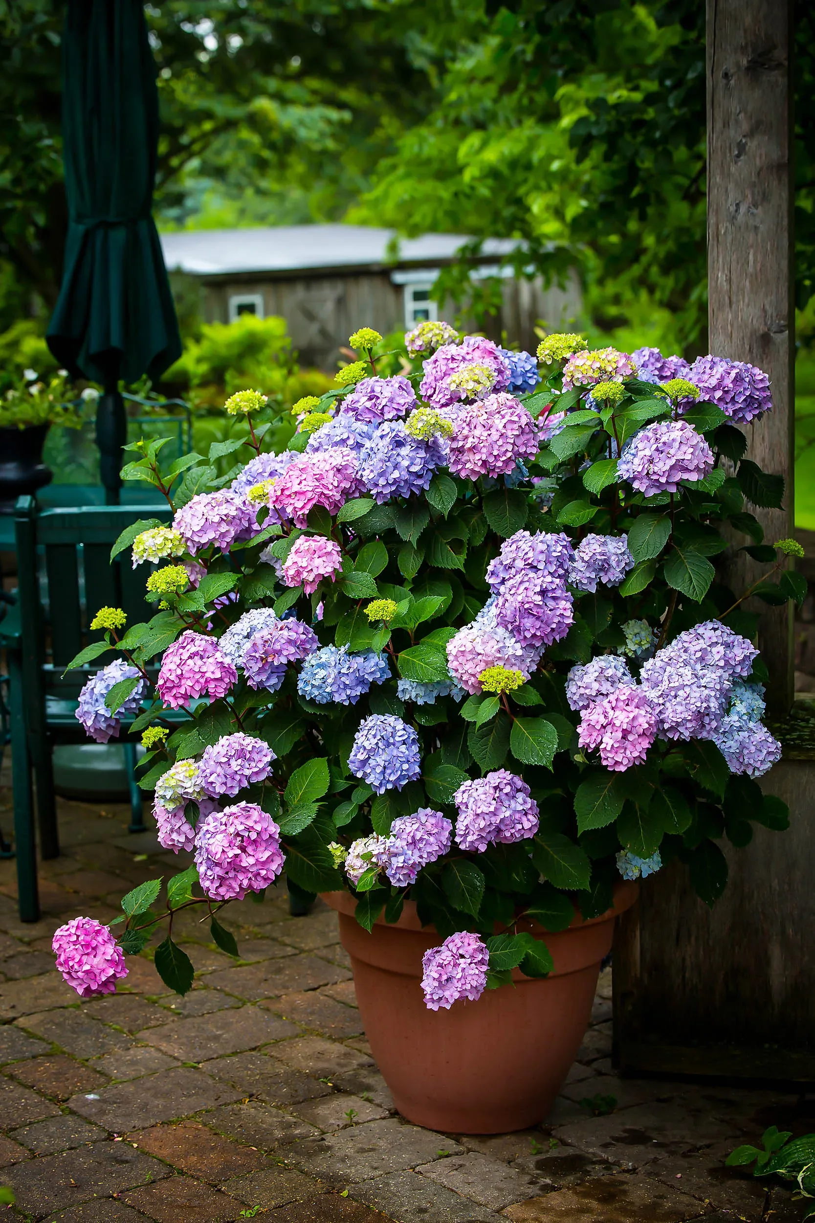 Image of Bloomstruck hydrangea shrub in full bloom