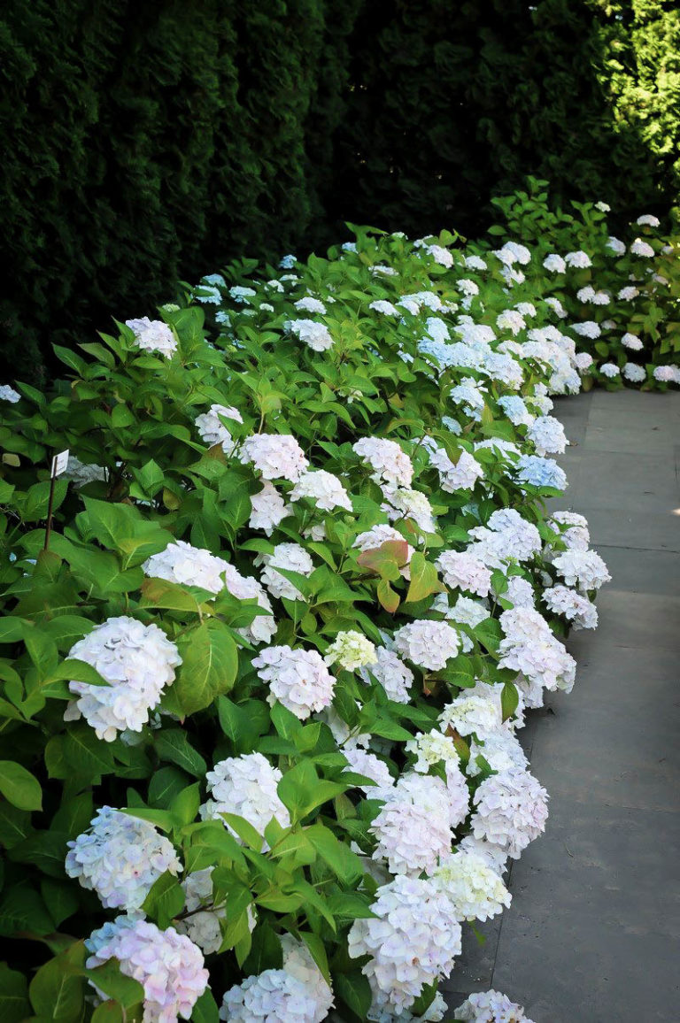 Blushing Bride Hydrangeas For Sale The Tree Center