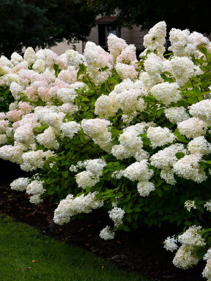 Hydrangea Planting Guide Helpful Hydrangea Tips