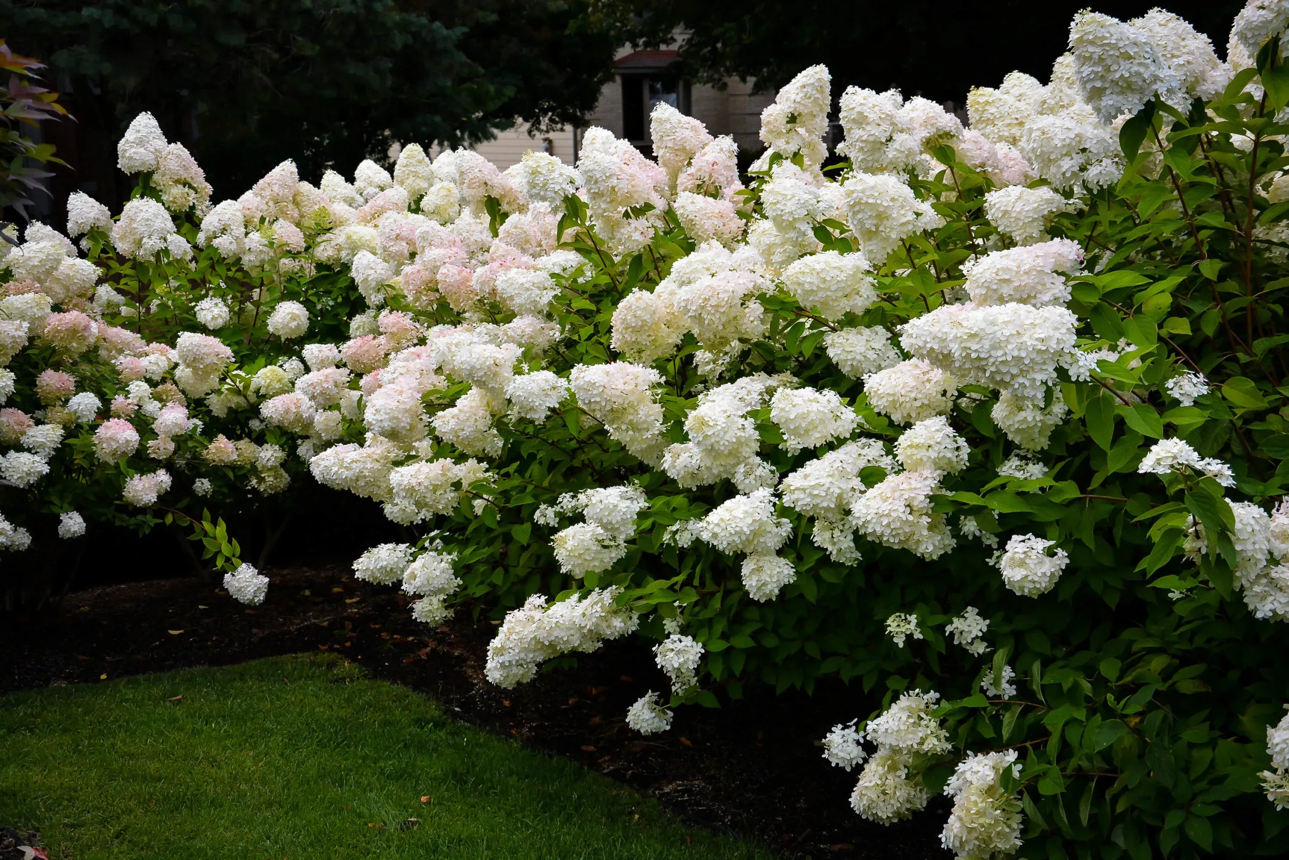 Image of Bombshell panicle hydrangea