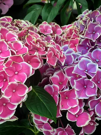 Cityline® Mars Hydrangea