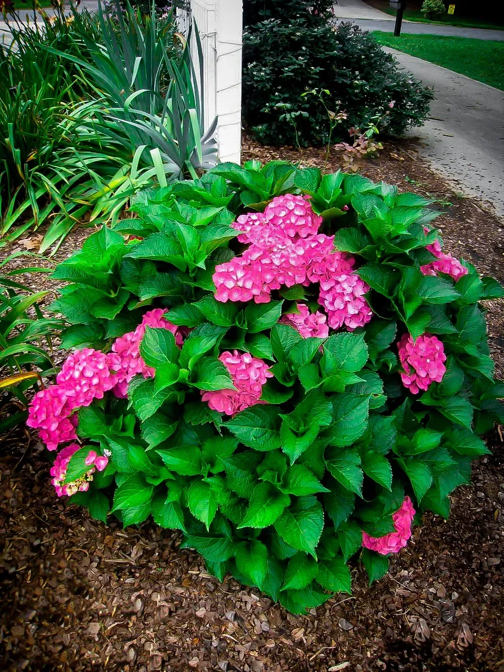 Image of Cityline Paris hydrangea pink bush