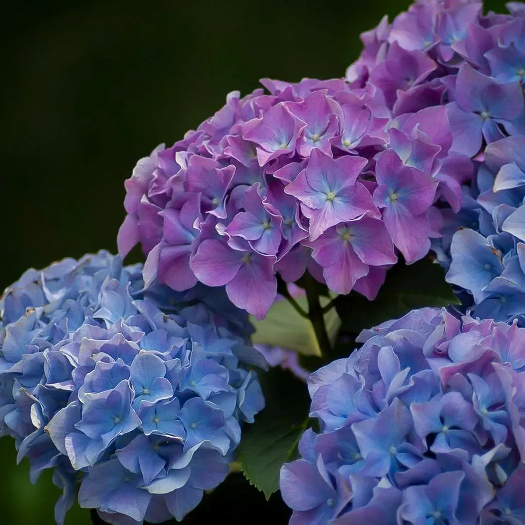 Image of Cityline Rio hydrangea in full bloom