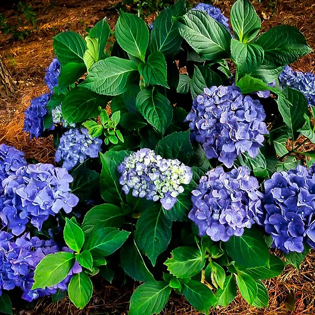 Cityline Rio Hydrangea Shrubs For Sale Online | The Tree Center