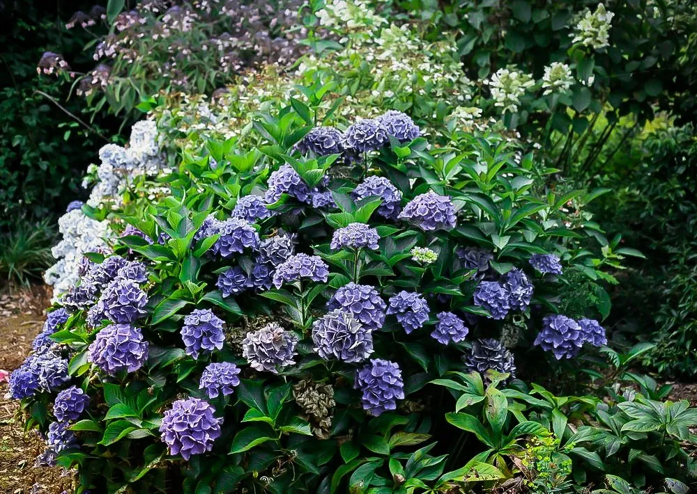 Image of Hydrangea bavaria bush in full bloom