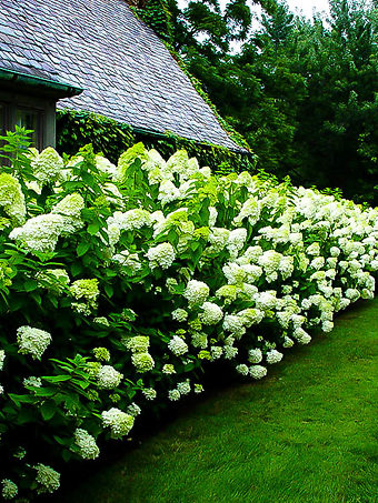 Limelight Hydrangea
