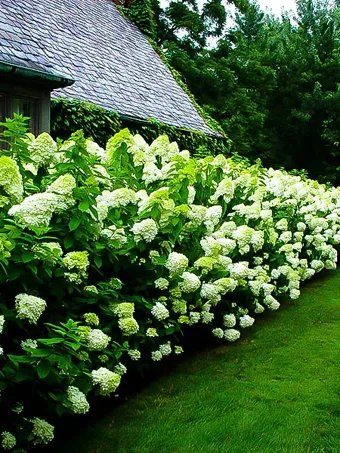 Limelight Hydrangea