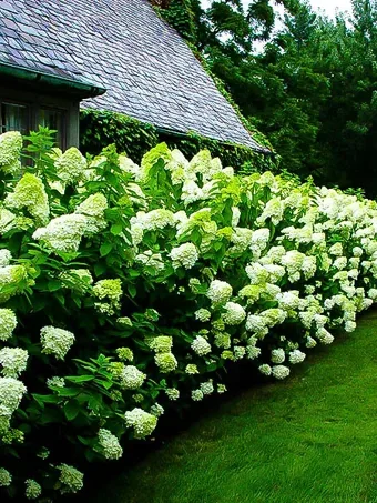 Limelight Hydrangea