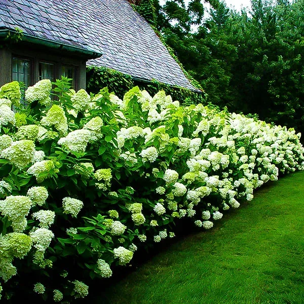 Limelight Hydrangea