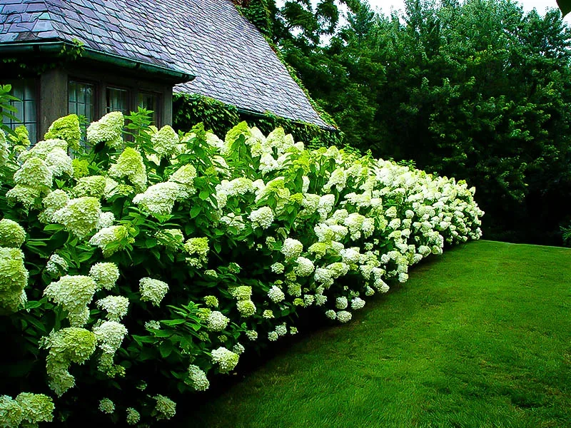 Image of Limelight hydrangea bush large