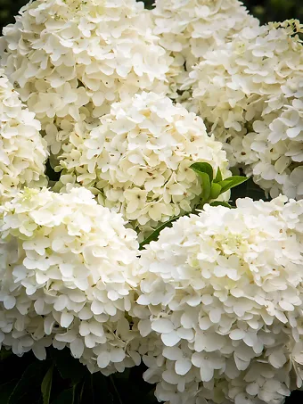 White Wedding Hydrangea