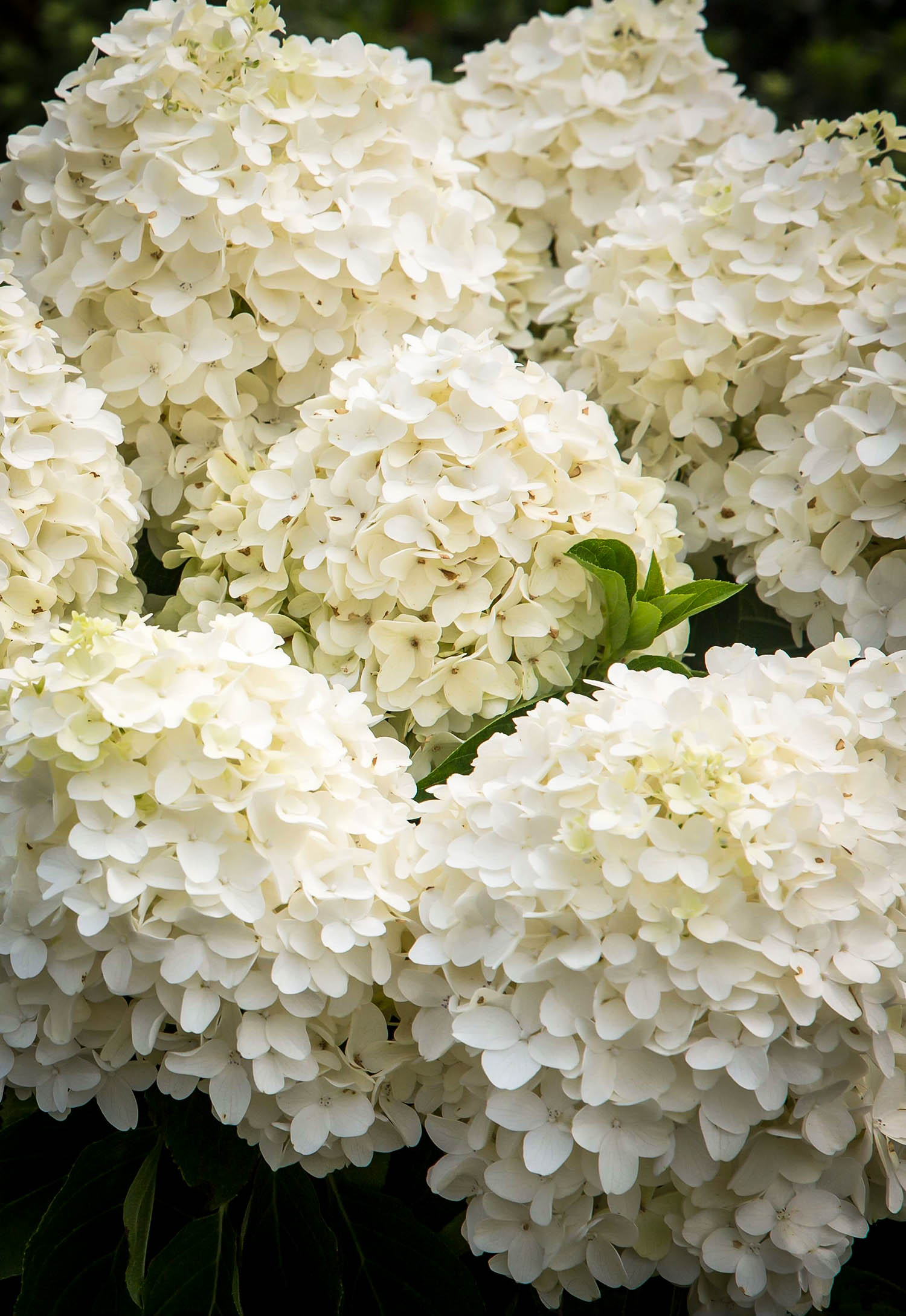 White Wedding Panicle Hydrangeas For Sale The Tree Center