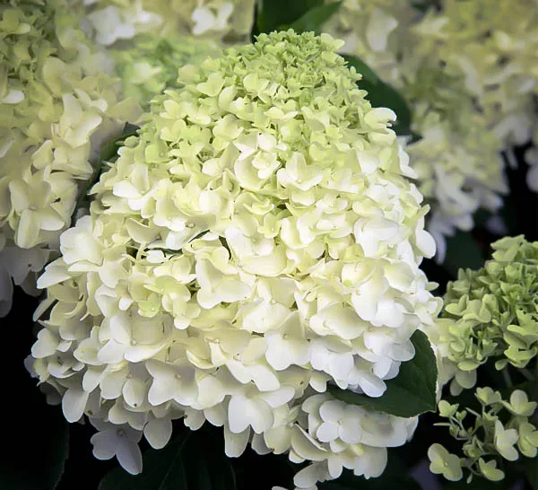 White Paniculata Hydrangea