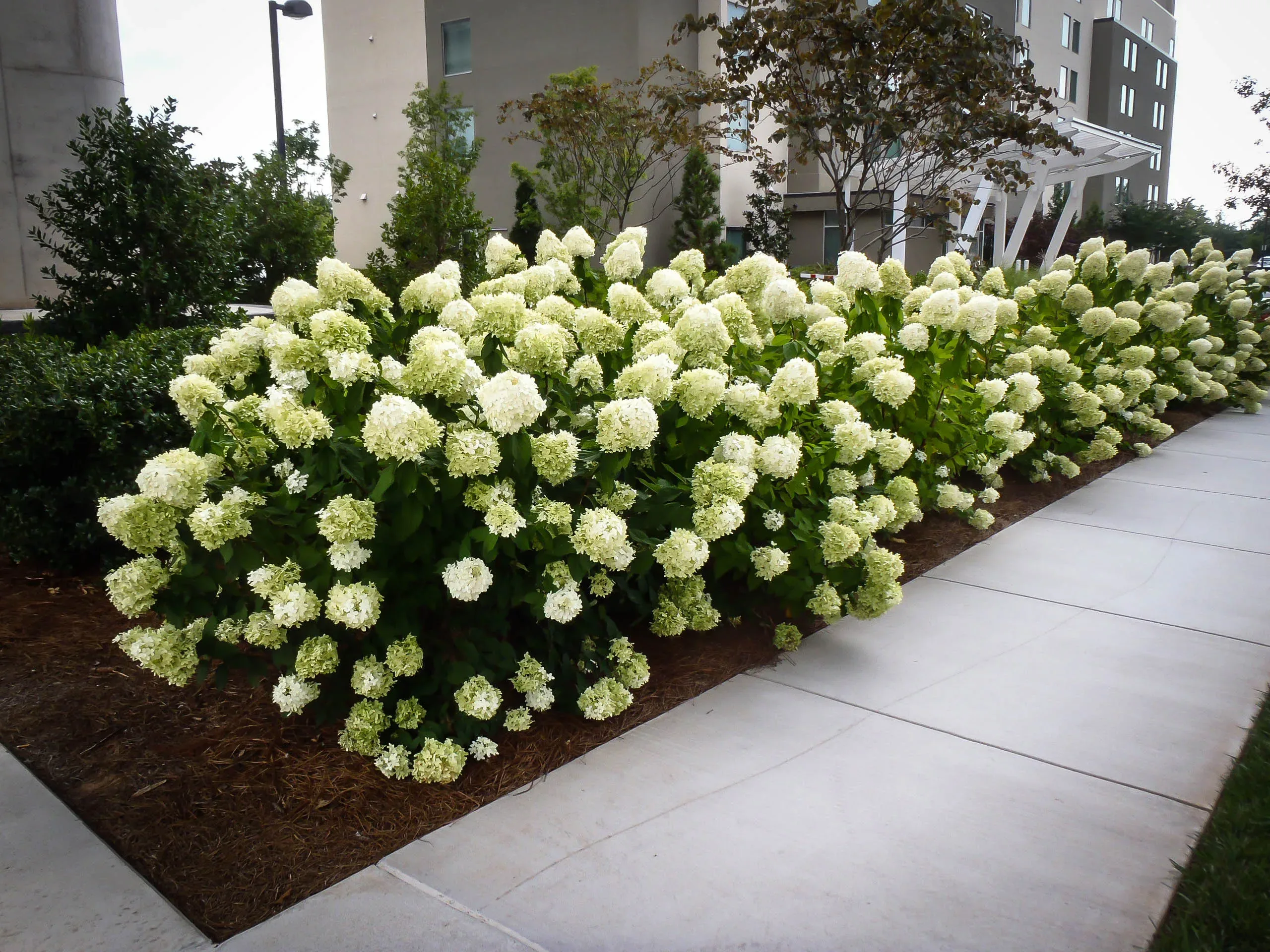 Image of Hydrangea paniculata Limelight bush wedding