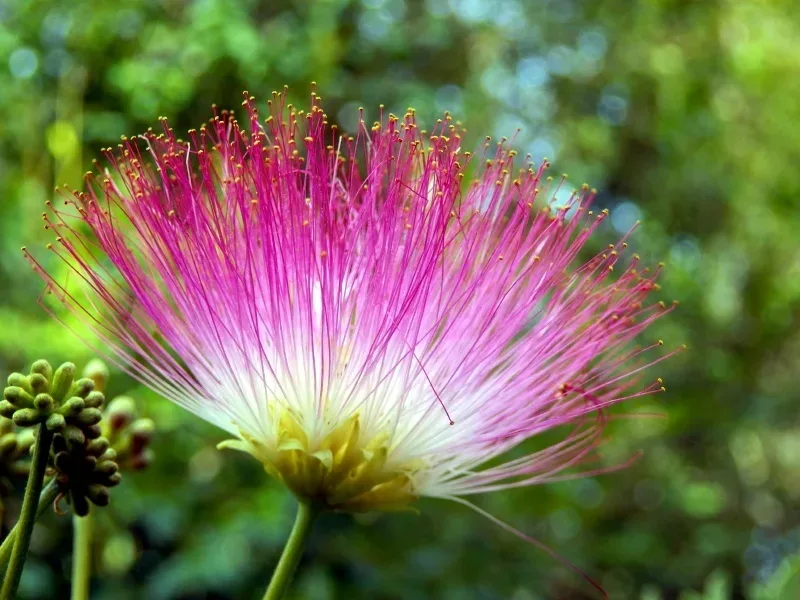 Mimosa Tree Flower Bloom