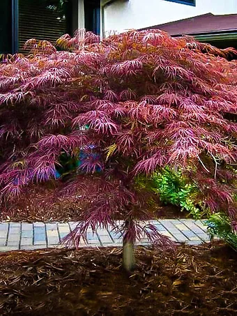 Inaba Shidare Japanese Maple