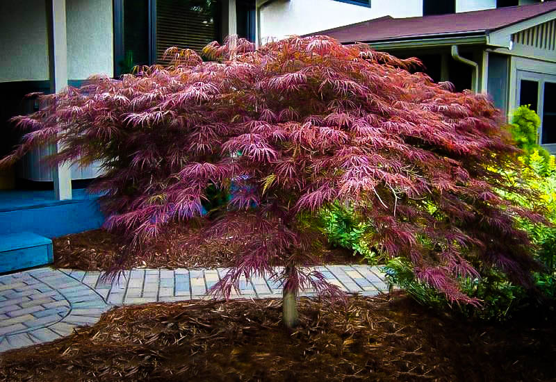 Inaba Shidare Japanese Maple