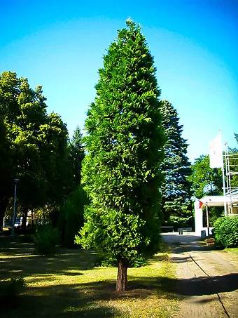 California Incense Cedar