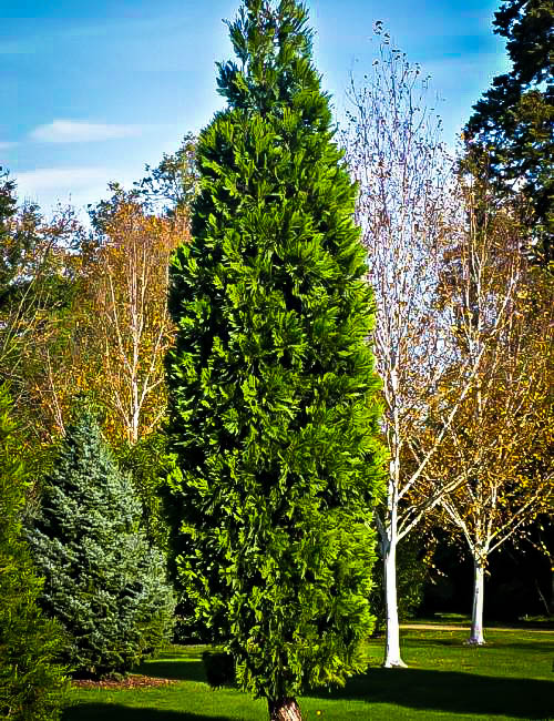 California Incense Cedar Trees For Sale Online The Tree Center